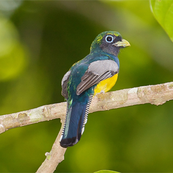 Black-throated Trogon (male)