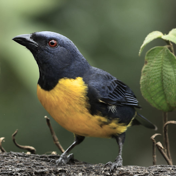 Blue-and-gold Tanager