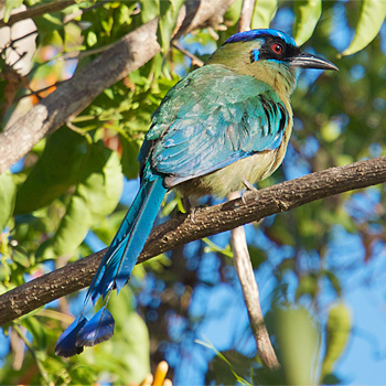 Lesson's Motmot