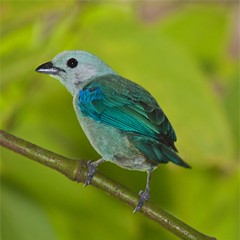 Blue-grey Tanager