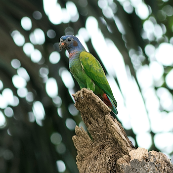 Blue-headed Parrot