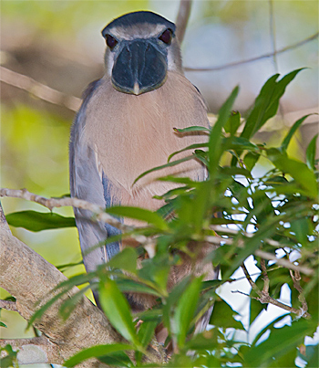 Boat-billed Heron