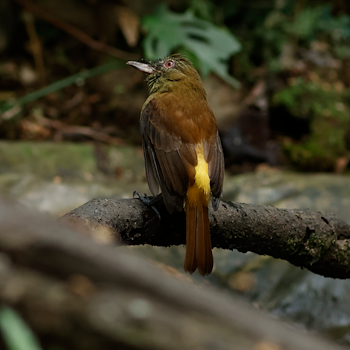 Bright-rumped Attila