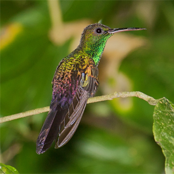 Bronze-tailed Plumeleteer
