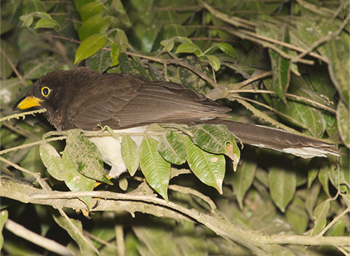 Brown Jay