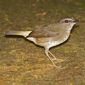 Buff-rumped Warbler