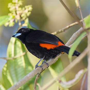 Scarlet-rumped (Cherrie's) Tanager