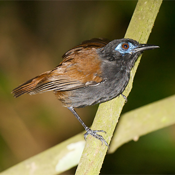 Chestnut-backed Antbird