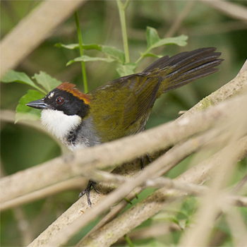 Chestnut-capped Brushfinch