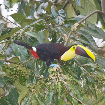 Chestnut-mandibled Toucan