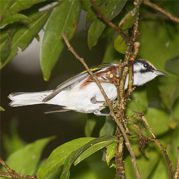 Chestnut-sided Warbler