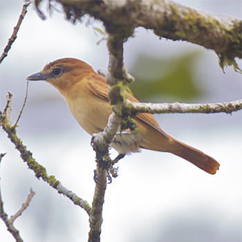 Cinnamon Becard