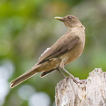 Clay-coloured Thrush