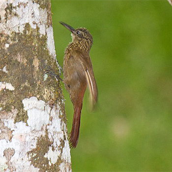 Cocoa Woodcreeper