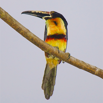 Collared Aracari