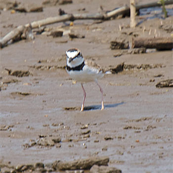 Collared Plover