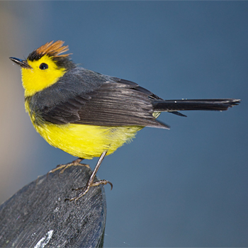 Collared Redstart
