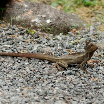 Common Basilisk