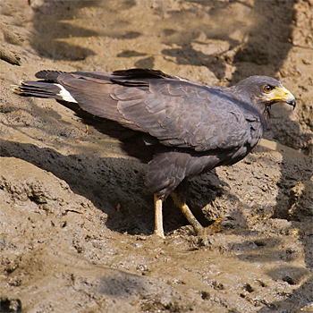 Common Black Hawk