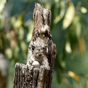 Common Potoo