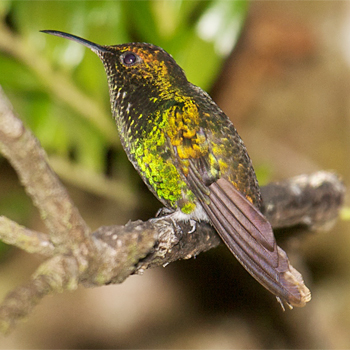 Coppery-headed Emerald