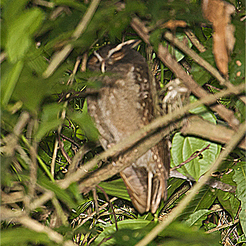 Crested Owl