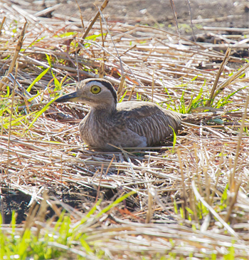 Double-striped Thick-knee