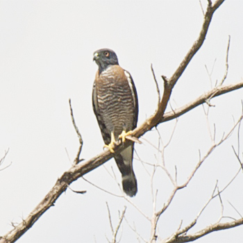 Double-toothed Kite