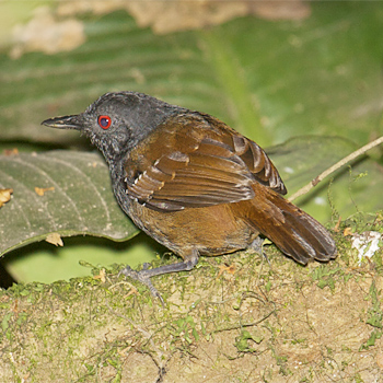 Dull-mantled Antbird