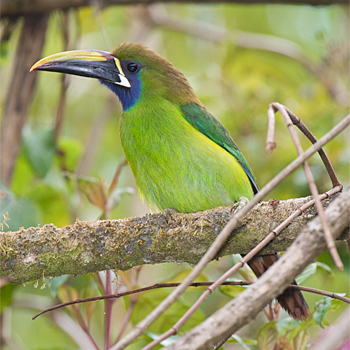 Northern Emerald-toucanet
