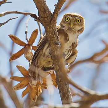 Ferruginous Pygmy-owl