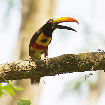 Fiery-billed Aracari