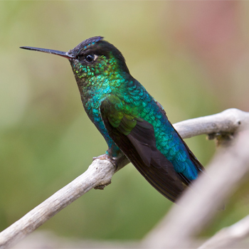 Fiery-throated Hummingbird