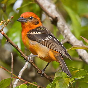 Flame-coloured Tanager