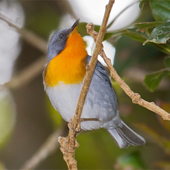 Flame-throated Warbler