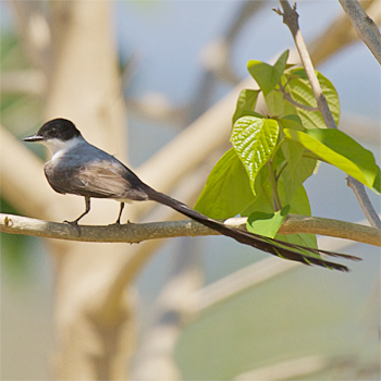 Fork-tailed Flycatcher