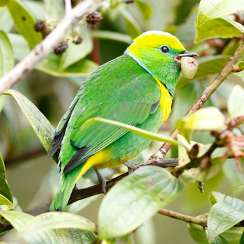 Golden-browed Chlorophonia