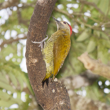 Golden-olive Woodpecker