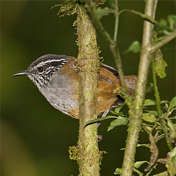 Grey-breasted Wood-wren