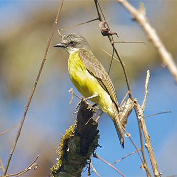 Grey-capped Flycatcher