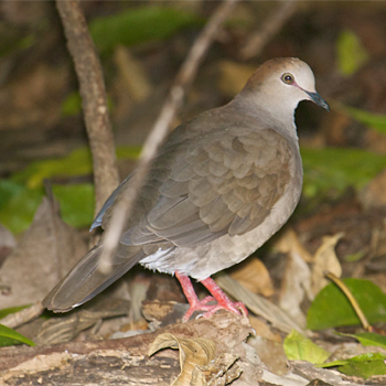 Grey-chested Dove