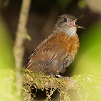 Grey-throated Leaftosser