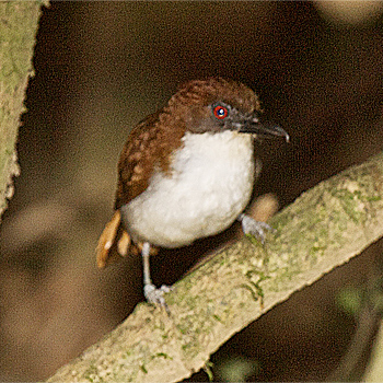 Great Antshrike