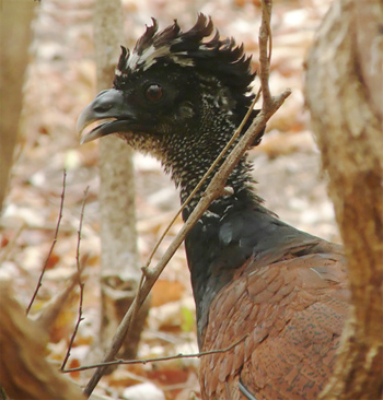 Great Curassow
