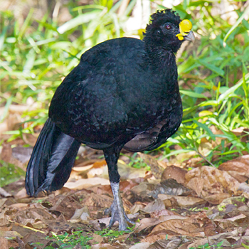 Great Curassow (male)