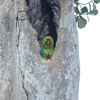 Great Green Macaw