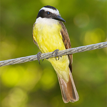 Great Kiskadee