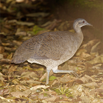 Great Tinamou