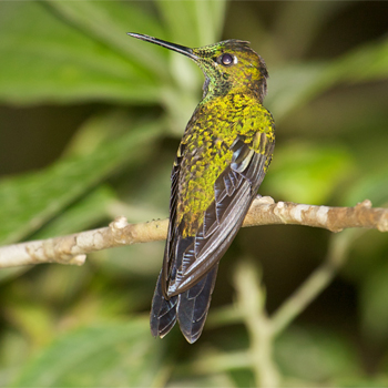 Green-crowned Brilliant