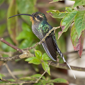 Green Hermit